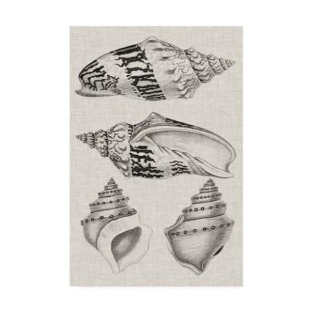 Trademark Fine Art Vision Studio 'Charcoal & Linen Shells IV' Canvas Art, 22x32 WAG15384-C2232GG